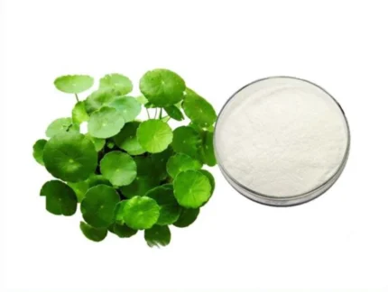 Gotu Kola Plant Extracts Powder