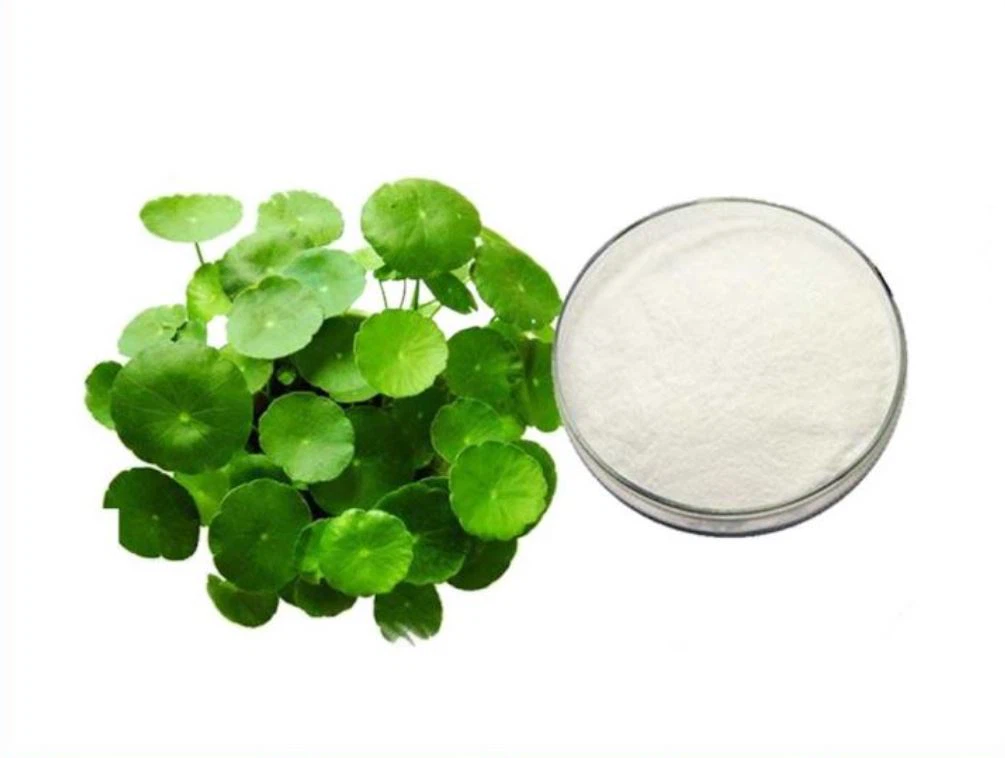 Gotu Kola Plant Extracts Powder